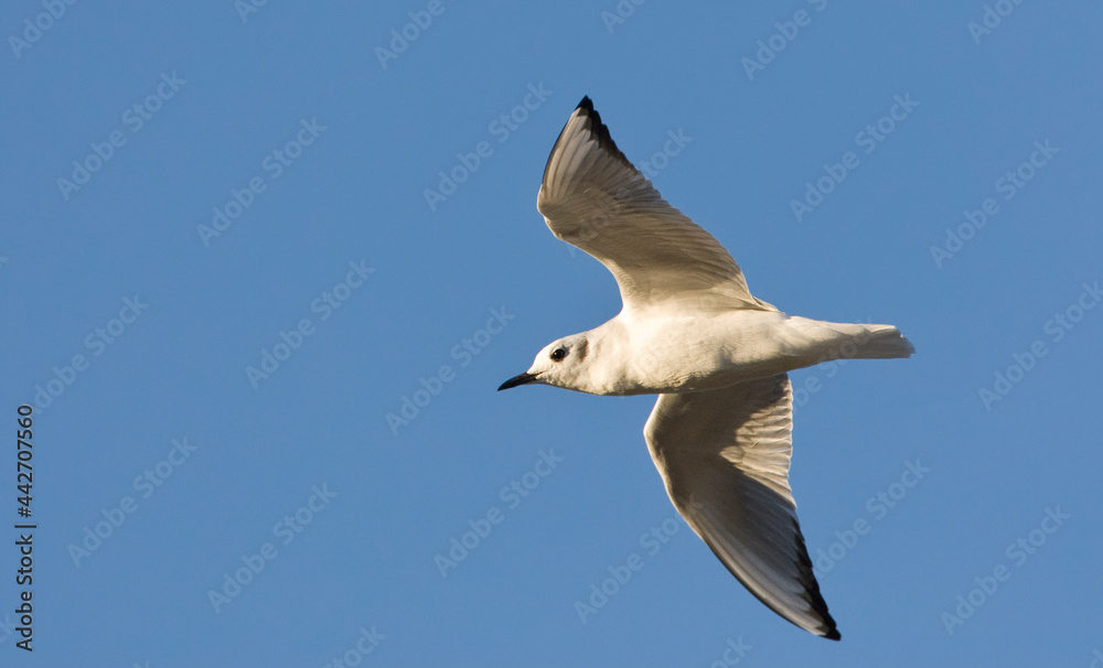 Kleine Kokmeeuw, Bonaparte's Gull, Larus philadelphia Kleine Kokmeeuw, Bonaparte's Gull, Larus philadelphia