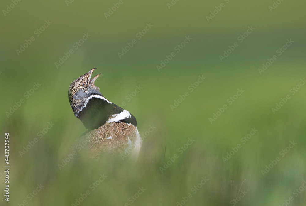 Kleine Trap, Little Bustard, Tetrax tetrax