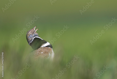 Obraz na płótnie Kleine Trap, Little Bustard, Tetrax tetrax w salonie
