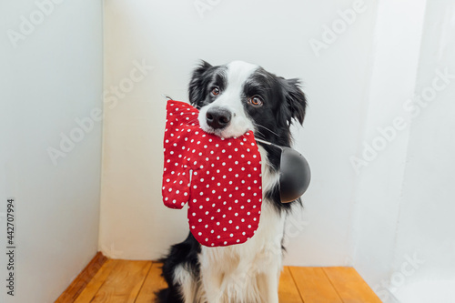 Funny portrait of cute puppy dog border collie holding kitchen spoon ladle oven mitt in mouth at home indoor. Chef dog cooking dinner. Homemade food, restaurant menu concept. Cooking process