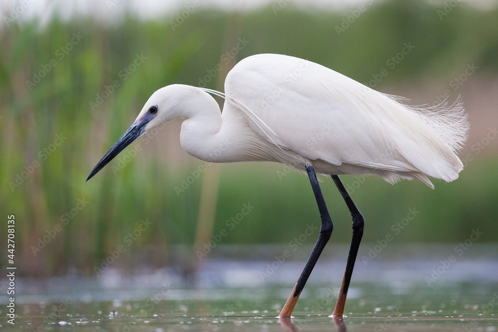 Naklejka premium Kleine Zilverreiger, Little Egret, Egretta garzetta