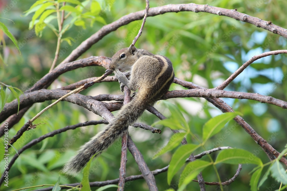 squirrel on a green tree branch and looking side