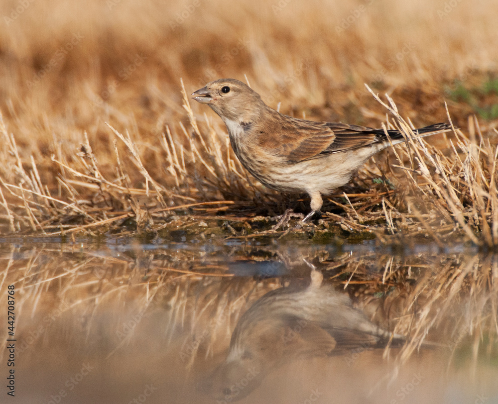Fototapeta premium Kneu, Common Linnet, Carduelis cannabina