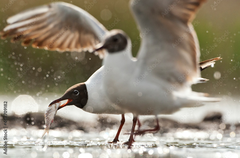 Obraz premium Kokmeeuw, Common Black-headed Gull, Croicocephalus ridibundus