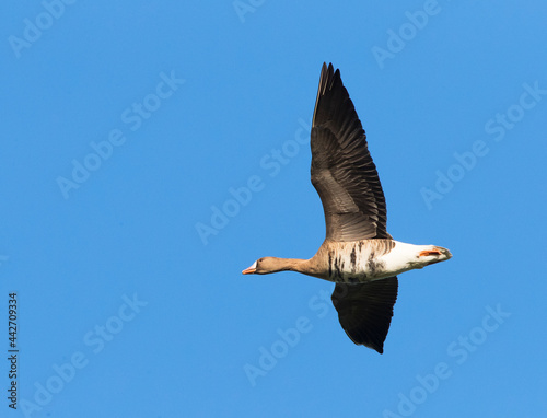 Kolgans, Greater White-fronted Goose, Anser albifrons photo