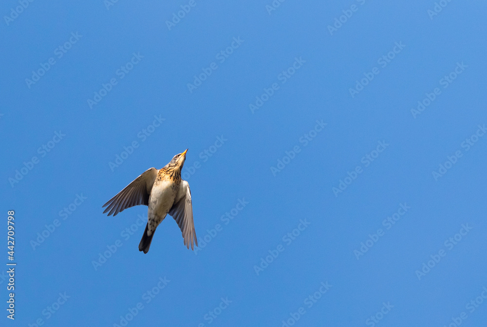 Obraz premium Kramsvogel, Fieldfare, Turdus pilaris