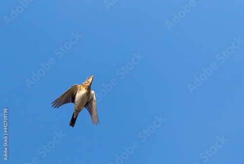 Kramsvogel, Fieldfare, Turdus pilaris photo