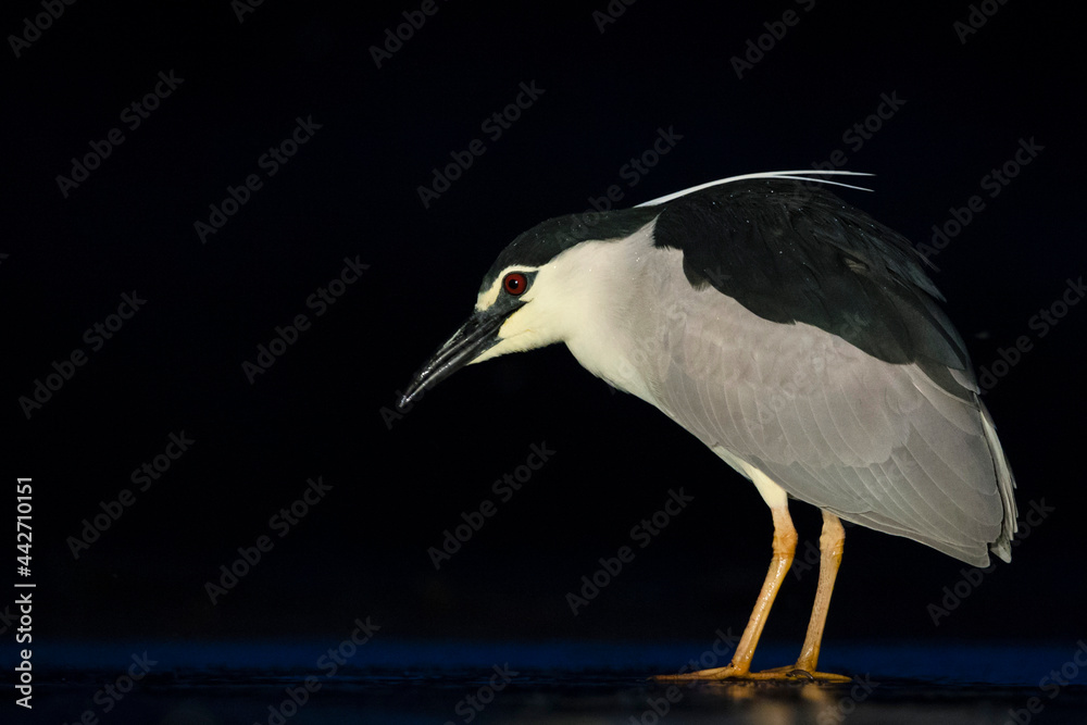 Obraz premium Kwak, Black-crowned Night Heron, Nycticorax nycticorax