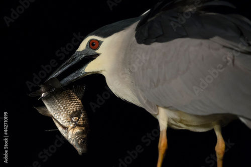 Kwak, Black-crowned Night Heron, Nycticorax nycticorax photo