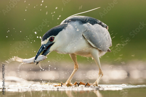 Kwak, Black-crowned Night Heron, Nycticorax nycticorax photo