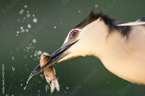 Kwak, Black-crowned Night Heron, Nycticorax nycticorax photo