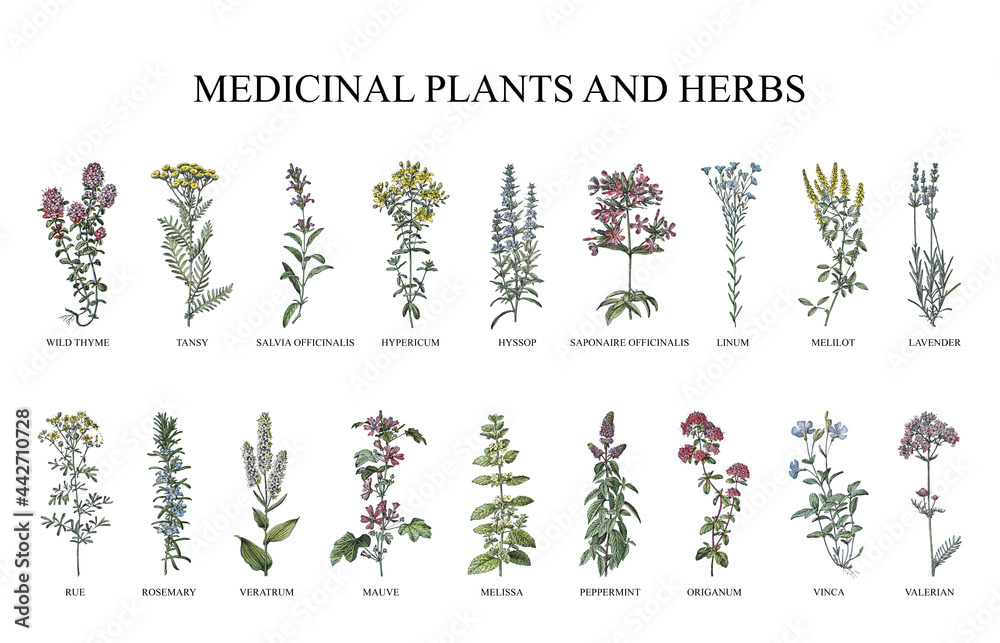 Medicinal plants and herbs collection - vintage illustration from Larousse du xxe siècle	 - obrazy, fototapety, plakaty 
