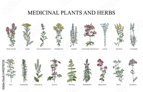 Medicinal plants and herbs collection - vintage illustration from Larousse du xxe siècle  © Hein Nouwens