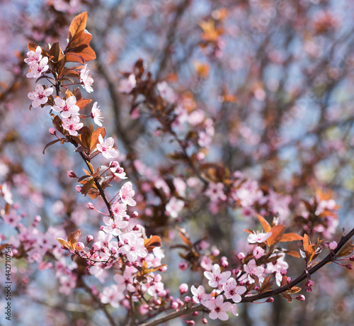 Branches of flowering apricots
