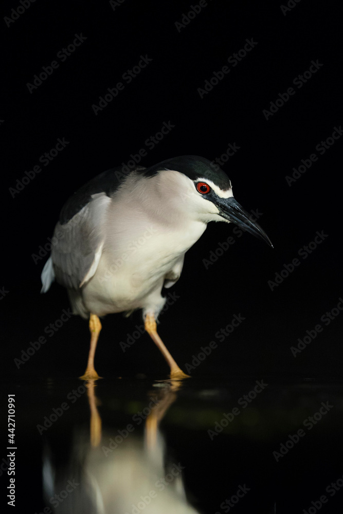 Obraz premium Kwak, Black-crowned Night Heron, Nycticorax nycticorax