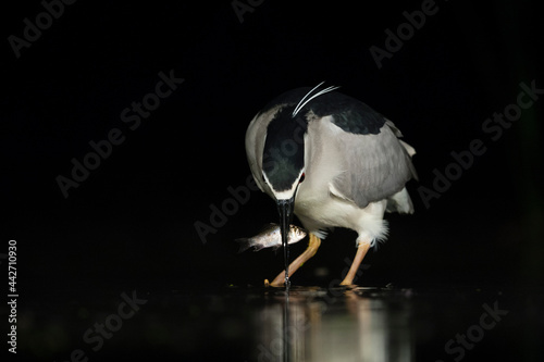 Kwak, Black-crowned Night Heron, Nycticorax nycticorax photo