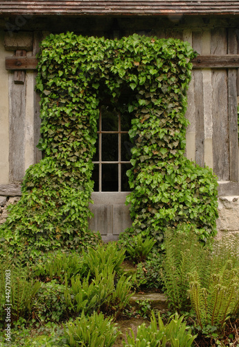 window with ivy, Honfleur, France © Georgios