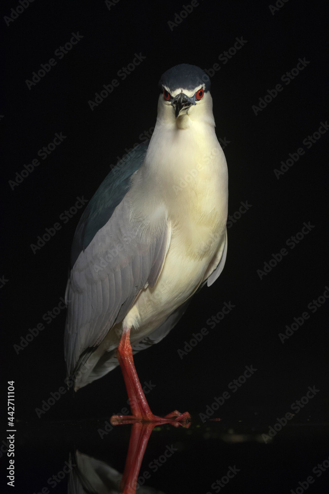 Kwak, Black-crowned Night Heron, Nycticorax nycticorax Kwak, Black-crowned Night Heron, Nycticorax nycticorax