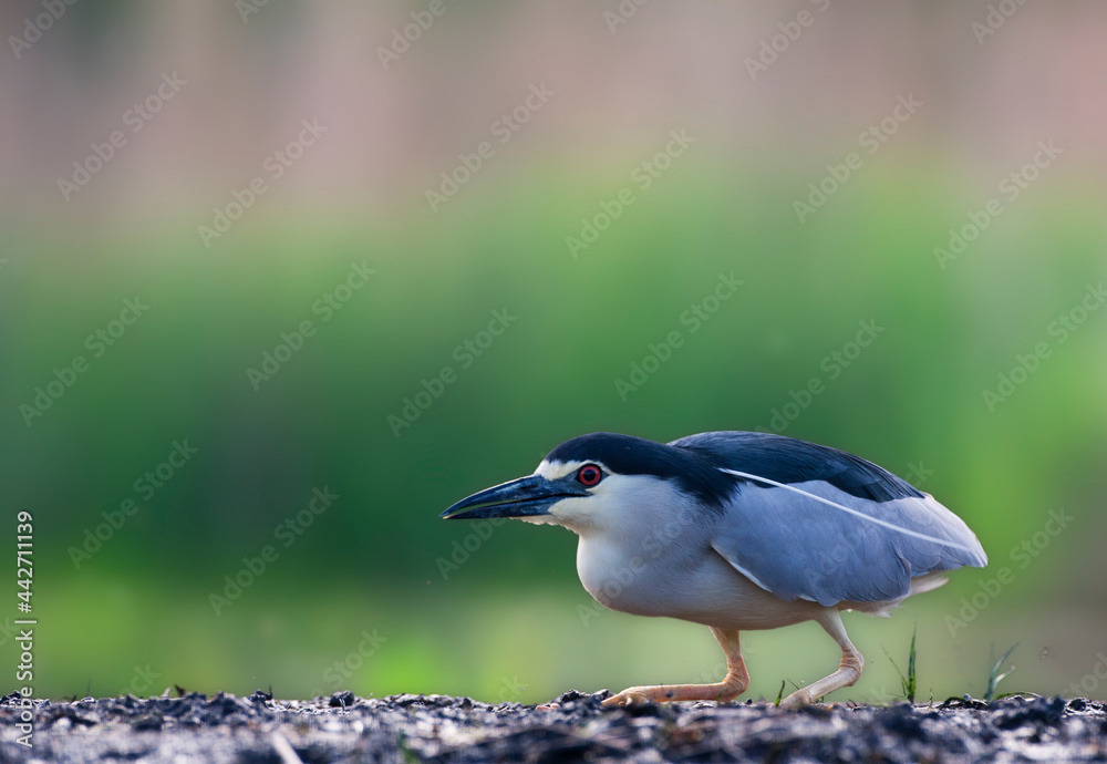 Kwak, Nycticorax nycticorax, Black-crowned Night Heron Kwak, Nycticorax nycticorax, Black-crowned Night Heron
