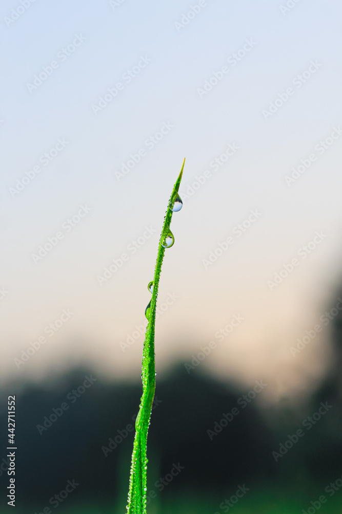 Transparent drops of water dew on the grass close up. Natural green background. water drops on the green grass for wallpaper. Transparent drops of water dew on the grass close up. Natural green background. water drops on the green grass for wallpaper.