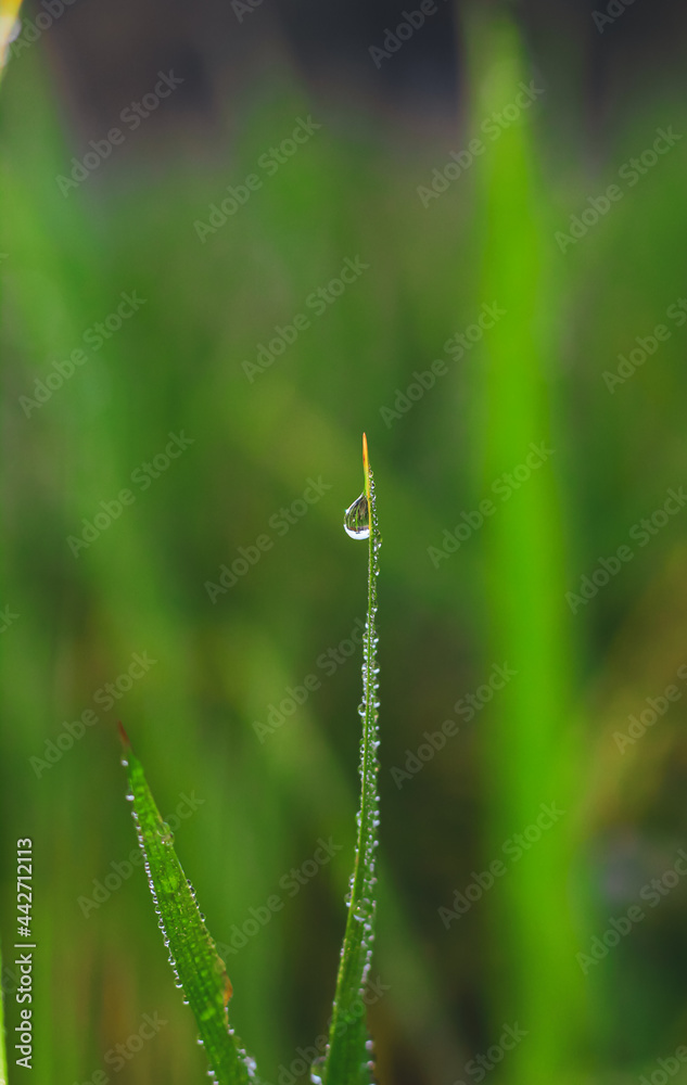 Transparent drops of water dew on the grass close up. Natural green background. water drops on the green grass for wallpaper.