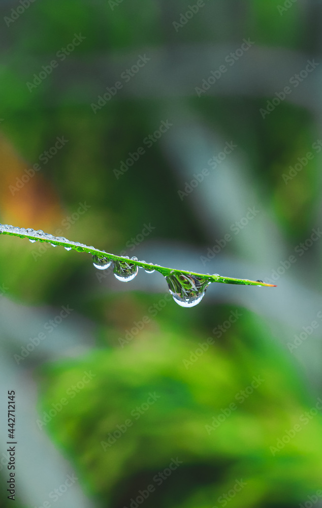 Transparent drops of water dew on the grass close up. Natural green background. water drops on the green grass for wallpaper. Transparent drops of water dew on the grass close up. Natural green background. water drops on the green grass for wallpaper.