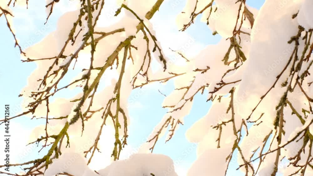 Winter sunny garden. Branches in the snow in the rays of the bright sun on a blue sky background.Winter nature Winter sunny garden. Branches in the snow in the rays of the bright sun on a blue sky background.Winter nature