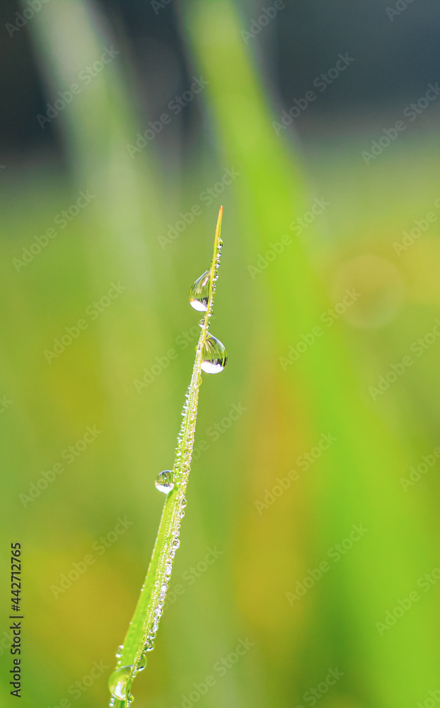 Transparent drops of water dew on the grass close up. Natural green background. water drops on the green grass for wallpaper. Transparent drops of water dew on the grass close up. Natural green background. water drops on the green grass for wallpaper.