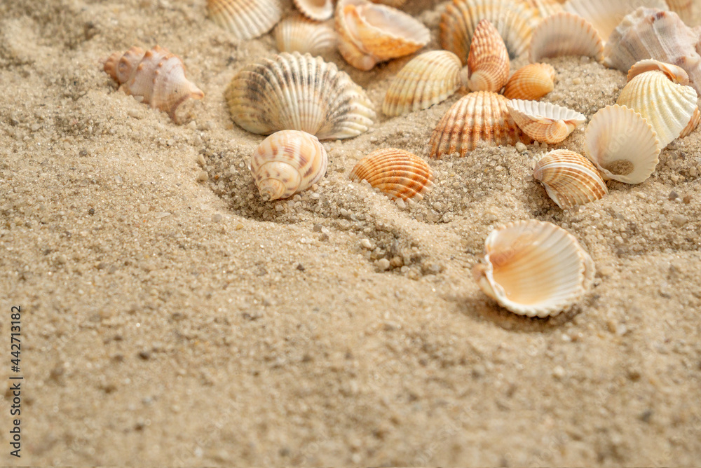Seashells scattered on sandy beach, summer holiday concept Seashells scattered on sandy beach, summer holiday concept