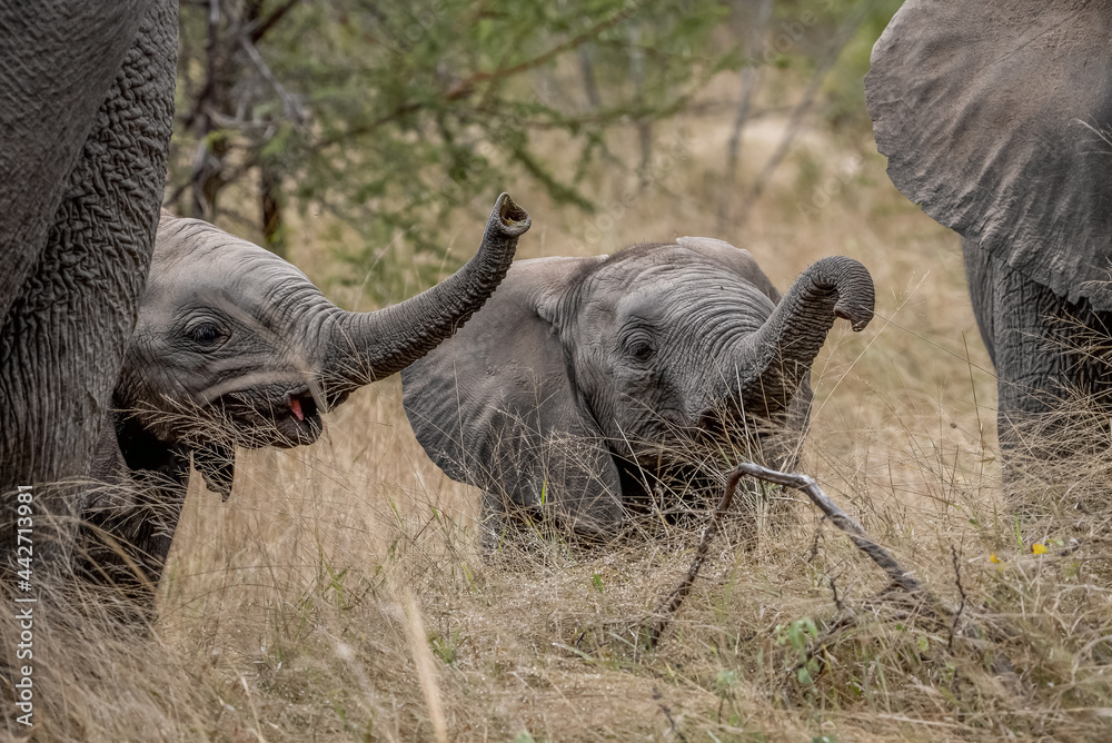 Fototapeta premium Two cute baby African elephants with trunks raised standing in long grass.