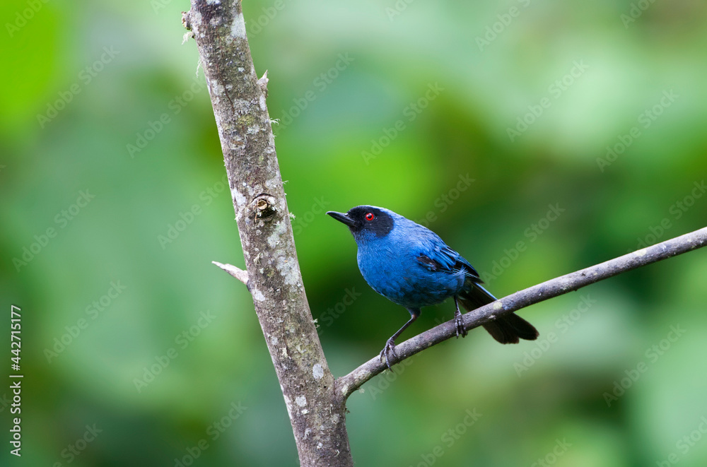 Maskerberghoningkruiper, Masked Flowerpiercer, Diglossa cyanea Maskerberghoningkruiper, Masked Flowerpiercer, Diglossa cyanea