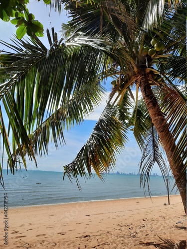 coconut tree on the beach.