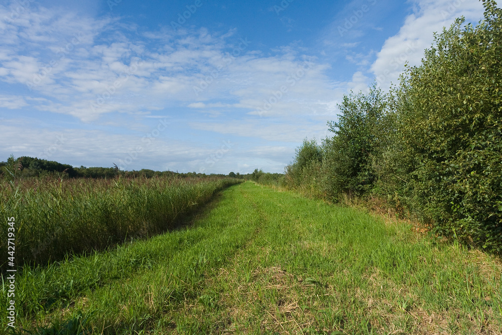 Landscape at Nationaal Park de Weerribben in summer Landscape at Nationaal Park de Weerribben in summer