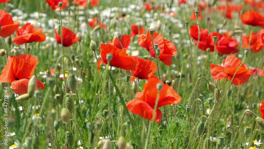 Large green field of common opium poppy flowers and capsules in the wind Large green field of common opium poppy flowers and capsules in the wind