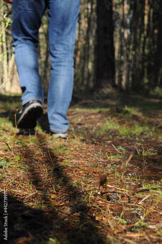 A man walks along a wet forest path. Man's legs in jeans. Sunny spring day in the forest. 