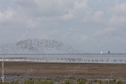 Vogels op Waddenzee, Birds at Wadden Sea photo