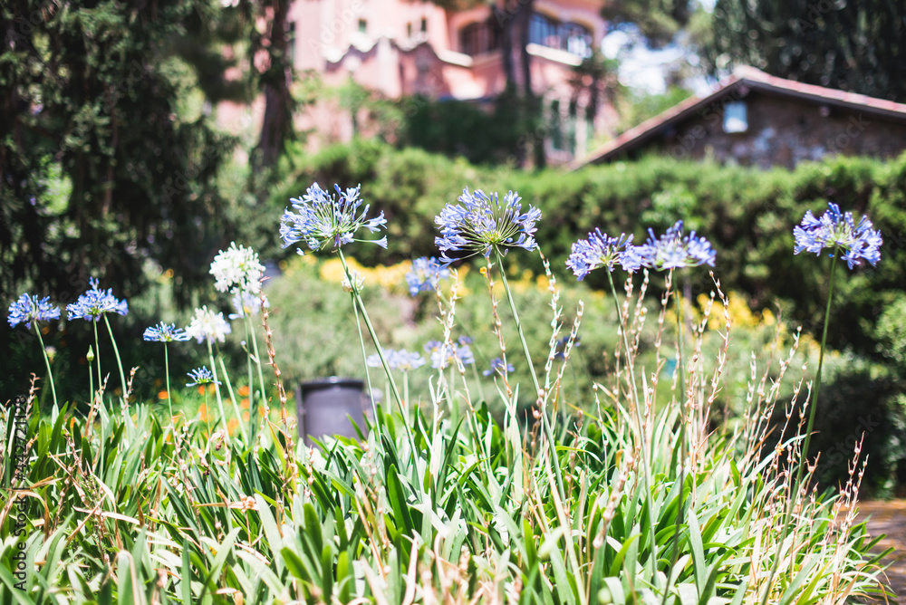 Hermosas flores púrpuras de Agapanthus africanus en el jardín. Agapanto africano azul en floración Hermosas flores púrpuras de Agapanthus africanus en el jardín. Agapanto africano azul en floración