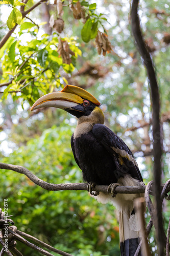 Double horned hornbill with a huge peck