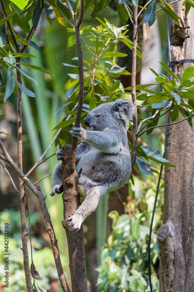 Fototapeta premium The lovely koala in the zoo