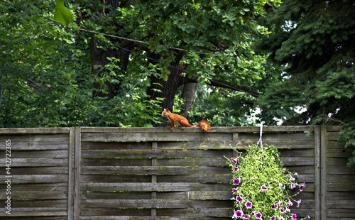 The squirrel runs over a wooden fence