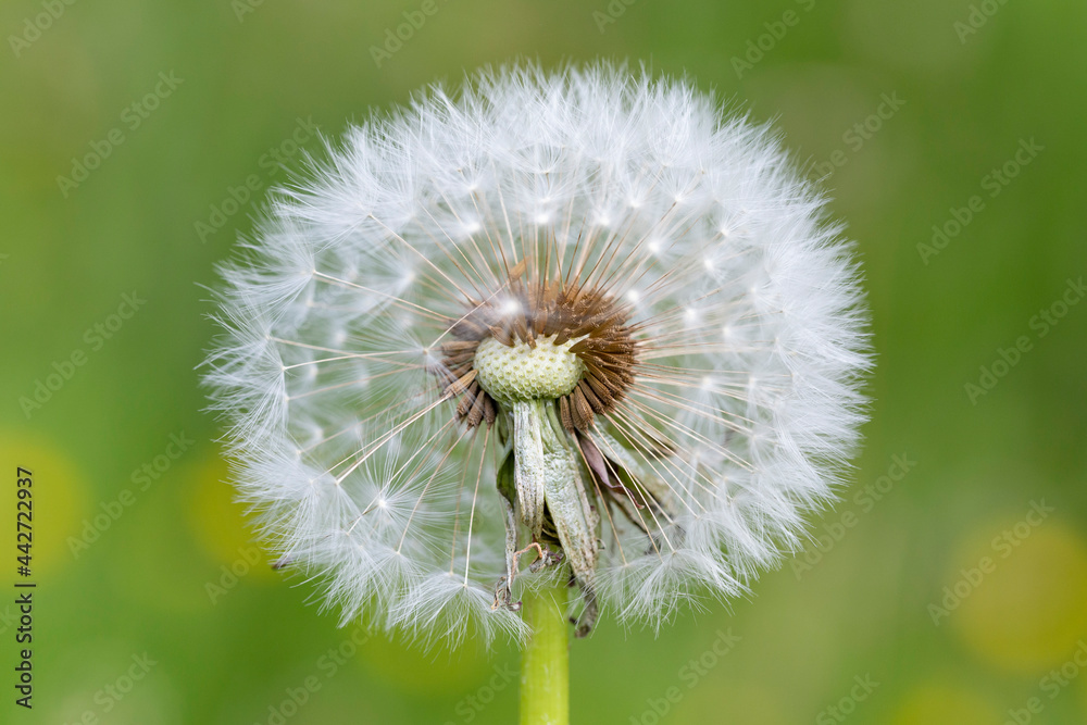 Fototapeta premium Dandelion seeds in the morning sunlight blowing away across a fresh green background. Dandelion Blowing. White fluffy dandelions, natural green blurred spring background, selective focus.