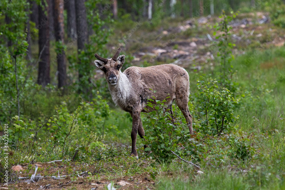travel sweden and scandinavia - wildlife and wild animals, wild living reindeer travel sweden and scandinavia - wildlife and wild animals, wild living reindeer