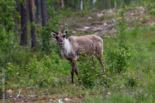 travel sweden and scandinavia - wildlife and wild animals  wild living reindeer