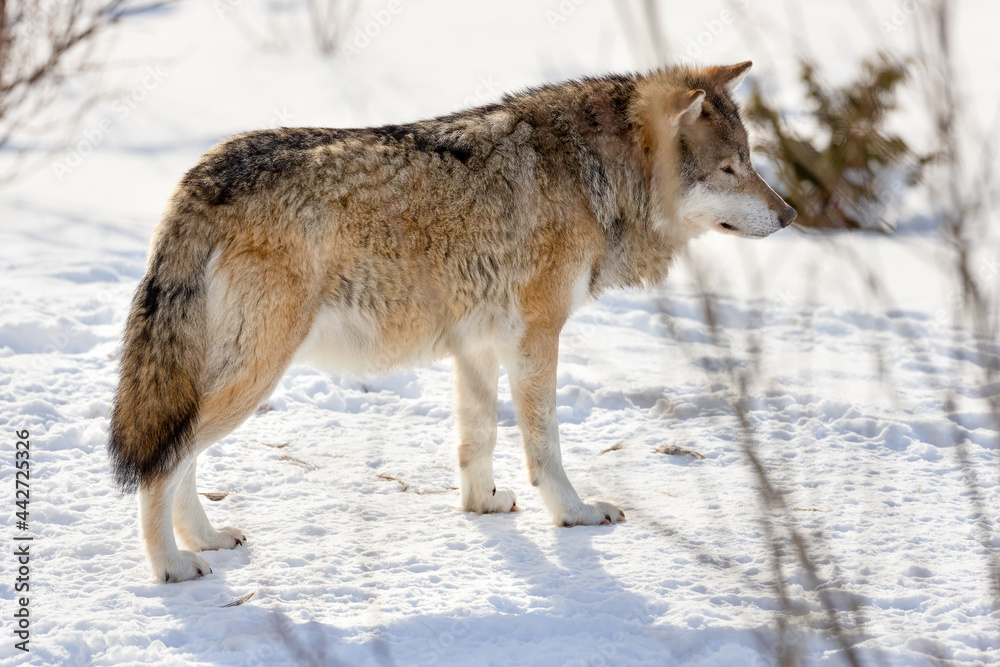 Side view of Eurasian wolf standing on snow
