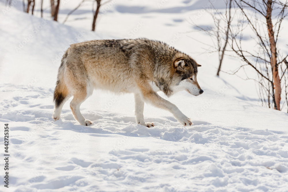 Side view of wolf walking on snow Side view of wolf walking on snow