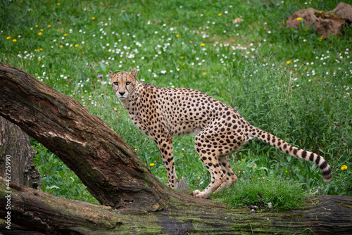 Cheetah walking through nature and marking territory. The fastest land mammal in the world