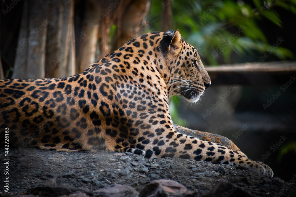 close up of leopard close up of leopard