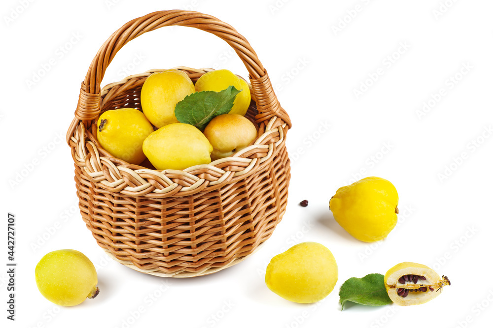 Maules quince (Chaenomeles japonica) in wicker basket isolated on white background
