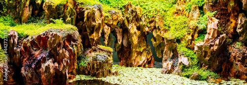 Plants and stones in the terrarium. Beautiful natural background.