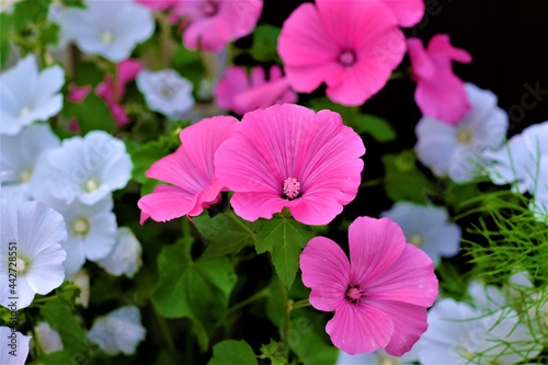 photos of flowers on a summer day